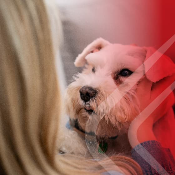 Pet Services